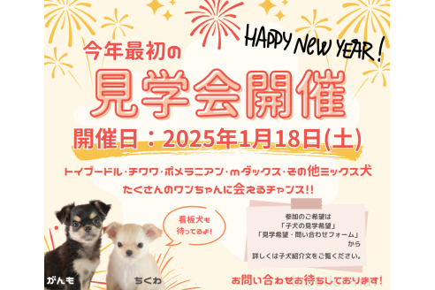 成約済の埼玉県のチワックス:チワワ×ミニチュアダックスフンド-357686の3枚目
